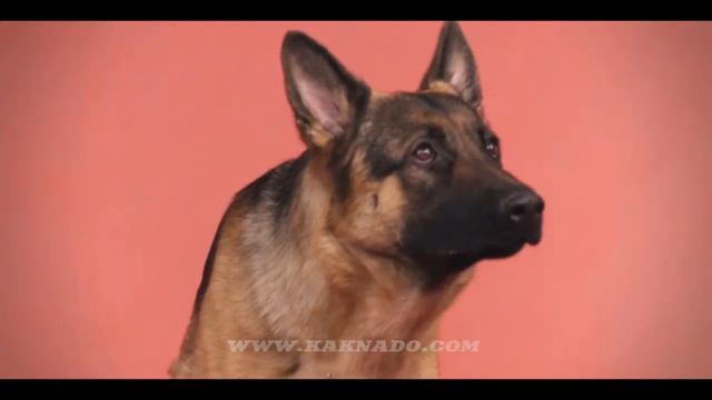 Зоосалон Mastergroom смотреть онлайн