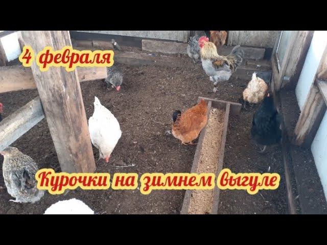 Зимний выгул для курочек... чем кормлю курочек в зимнее время.... смотреть онлайн