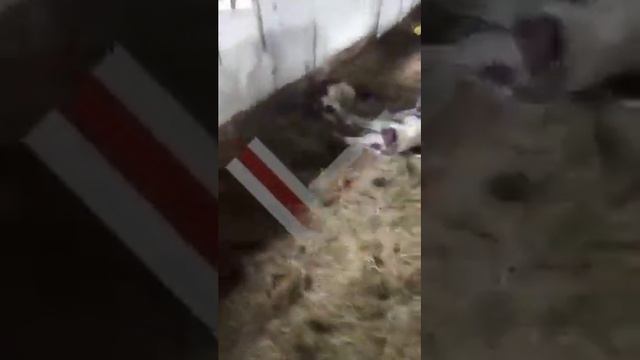 А тем временем в глубинке цвятушчэ-процветаюшчэй. смотреть онлайн