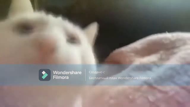 Кот качает головой под песню Flash-Bank dance смотреть онлайн