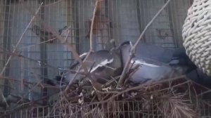 Вяхирь или витютень - лесная птица семейства голубиных