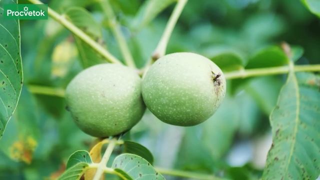 КАКИЕ ДЕРЕВЬЯ НЕЛЬЗЯ САЖАТЬ РЯДОМ С ДОМОМ 7 деревьев от которых лучше избавиться и не высаживать смотреть онлайн