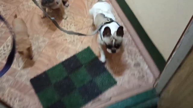 идем гулять с французскими бульдогами смотреть онлайн