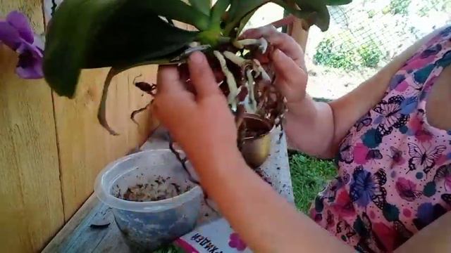 Подкормка для томатов.Веткоизмельчитель работает.Орхидеи пересадить.Огурец Майя.28.06.23г смотреть онлайн