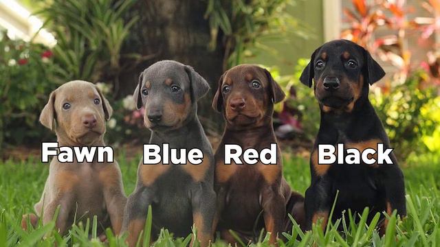 American Doberman Vs European Doberman: What Are The Differences?