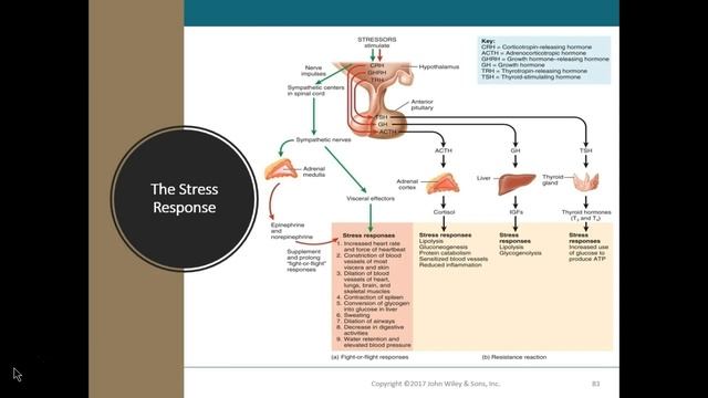 9. Stress and disorders смотреть онлайн