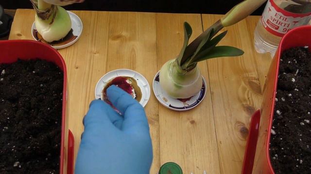 Water-rooted bulbs - recovery and potting after removing rotten basal plate смотреть онлайн