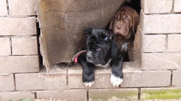 Переезд в вольер. Щенкам 2 мес.