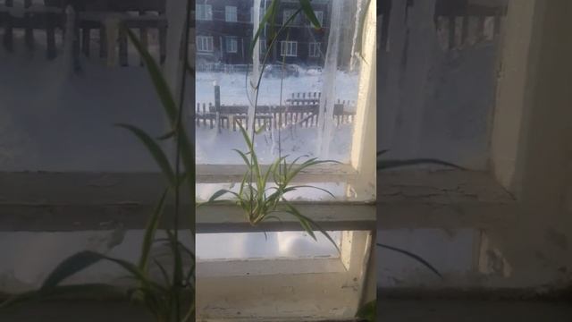 Мои комнатные растения?Хлорофитумы?малыши кактусы в практике? цветок на 8 марта смотреть онлайн