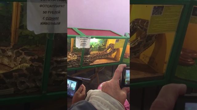 ШОК!!! Змея душит кролика!!! смотреть онлайн