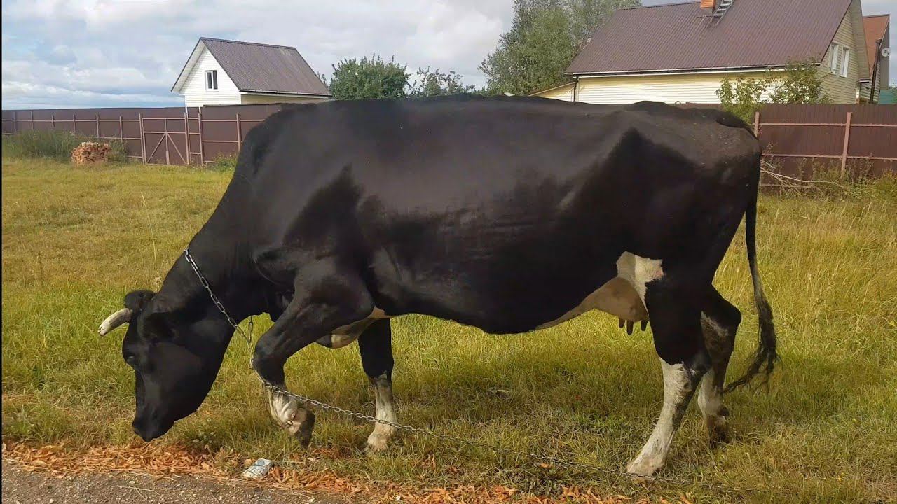 МОЯ КОРОВА СОШЛА С УМА !!! смотреть онлайн