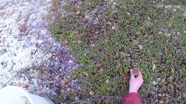 БЕЛЫЕ ГРИБЫ на КОЛЬСКОМ.