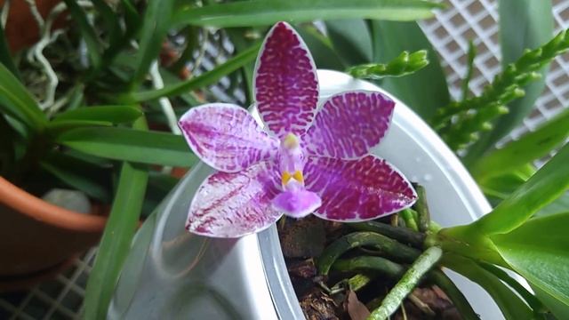 Phalaenopsis lueddemanniana смотреть онлайн