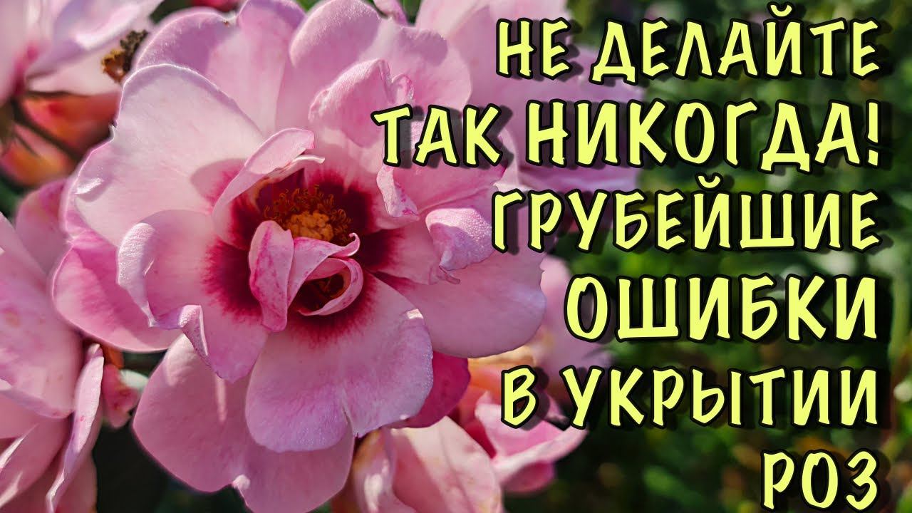НЕ ДЕЛАЙТЕ ТАК НИКОГДА! ПОТЕРЯЕТЕ РОЗЫ! Грубейшие ОШИБКИ и ЗАБЛУЖДЕНИЯ при укрытии роз! смотреть онлайн