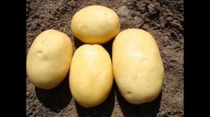 Обзор сорта картофеля "Джувел" (характеристики, свойства, фото)