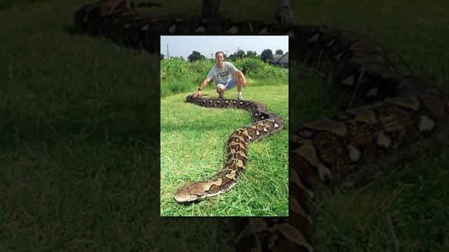 Огромный питон. Самый большой питон в мире.