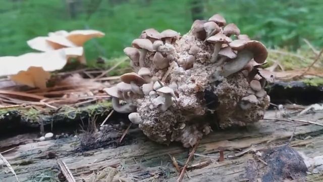 Новый вид грибов Psathyrella montgriensis 2019 смотреть онлайн