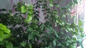 Подкормка цитрусовых. Подкормка лимонов, апельсинов, мандаринов и других цитрусов