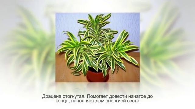 Комнатные растения по знаку зодиака. ДЕВА (22 августа — 23 сентября) смотреть онлайн