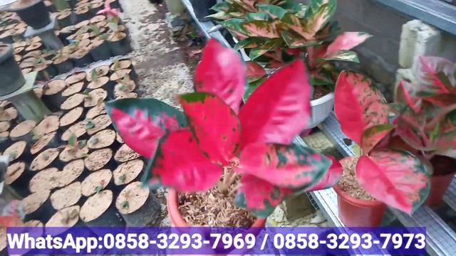 spesial obral aglonema, cuci gudang harga super mletre super murah harga mulai 5rb an смотреть онлайн