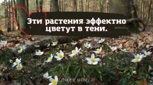 Эти растения эффектно цветут в тени.💐🧐