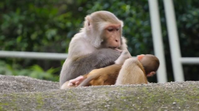 Kidnapping gone horribly wrong - did Dy do it purposefully ? смотреть онлайн