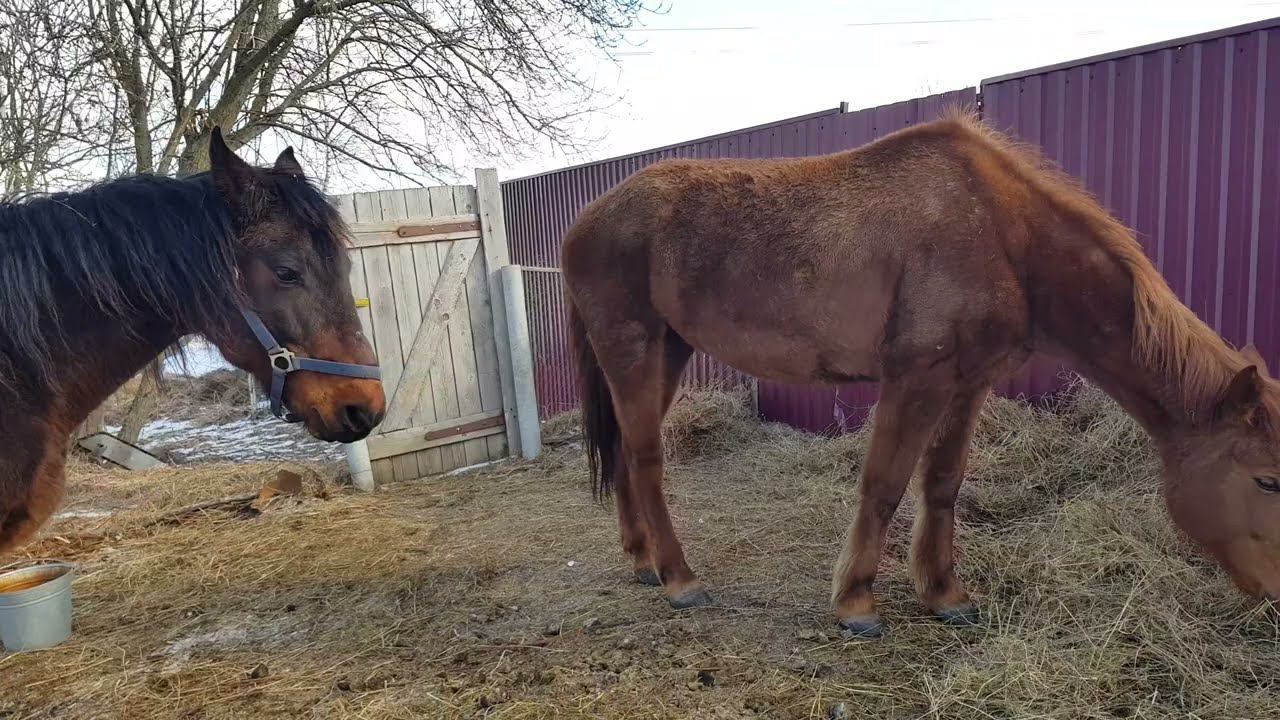 КАМОРИ НУБИЙСКИЕ КОЗЛЯТА КОНИ КОРОВА смотреть онлайн