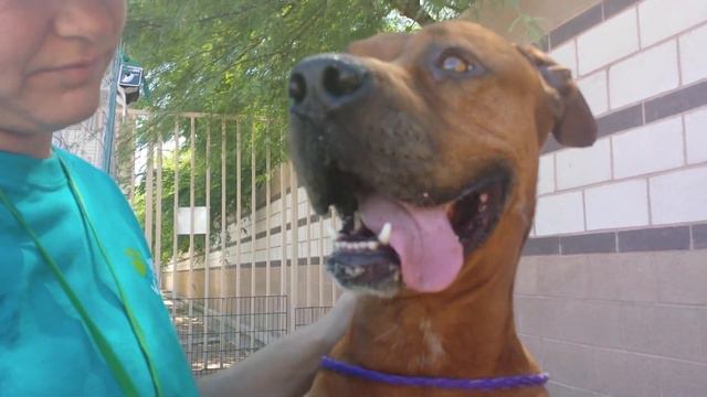 Gilbert (A770539) is available for adoption in Las Vegas, NV смотреть онлайн
