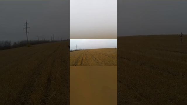 Открытие охоты на зайца в Ростовской области 06.11.2021 г. смотреть онлайн