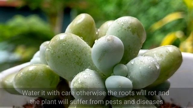 87/100 Pachyphytum Oviferum Moonstone Succulent Care || Sugar Almond Plant • Paano alagaan? смотреть онлайн