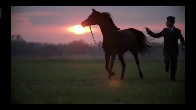 арабская лошадь.Какую ещё породу показать ? смотреть онлайн