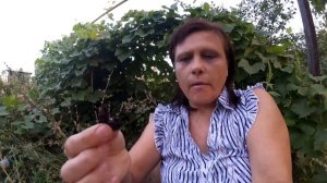 Красная черемуха и слива для чая. Жара. Бабочки везде!