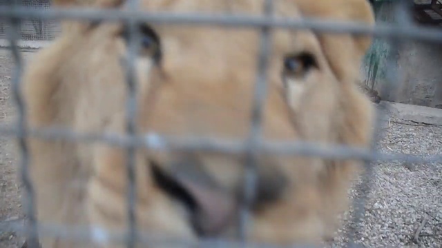 Львы Витя ,Филя и Лейла заинтересовались колючкой ! смотреть онлайн