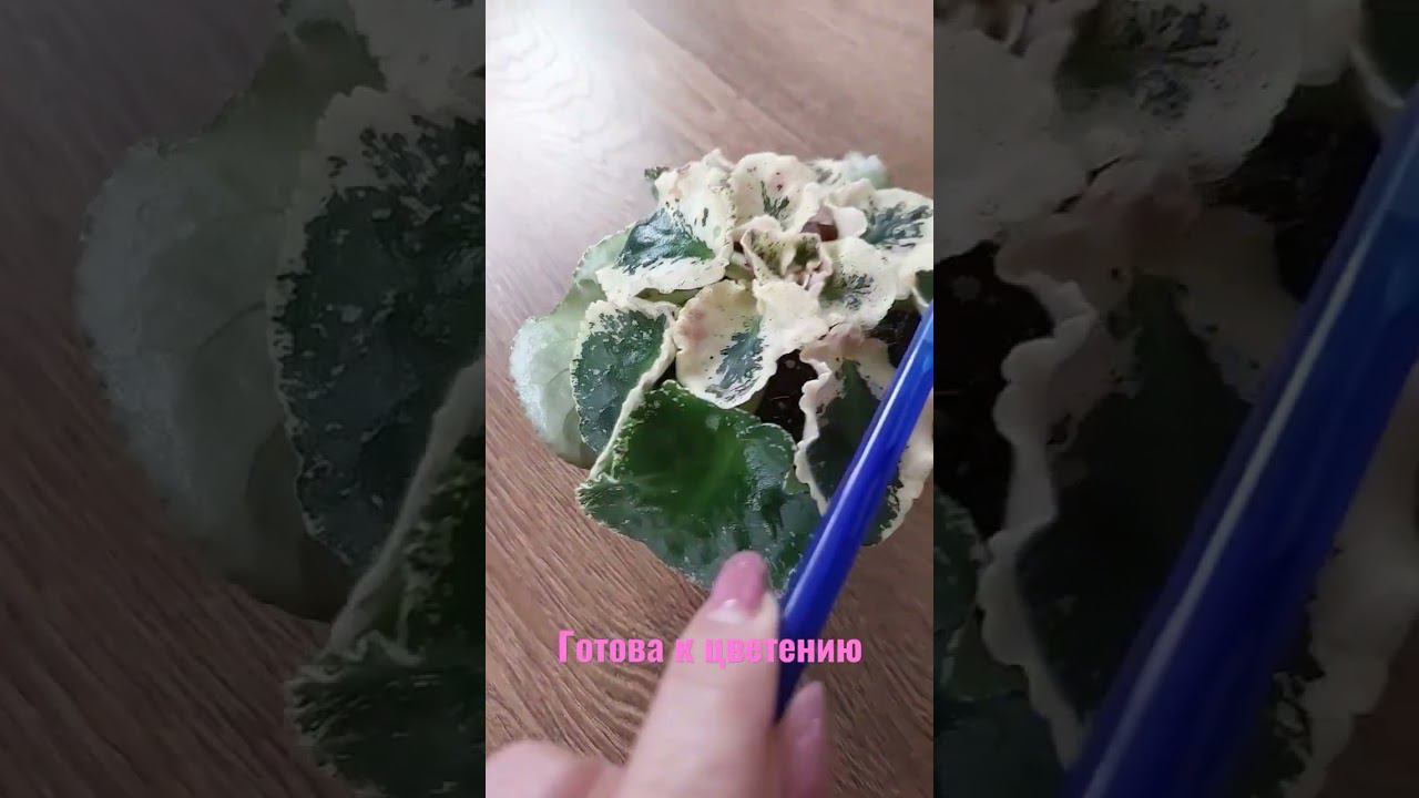 Фиалка Летние сумерки