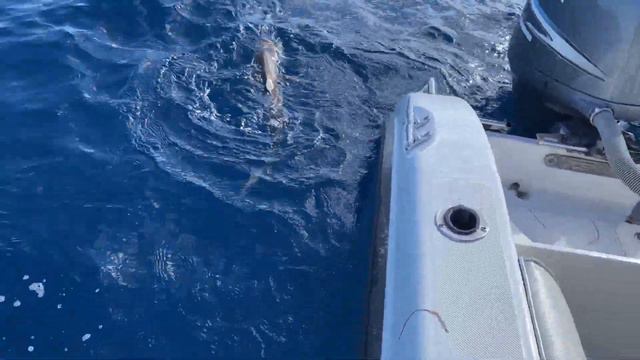 Ocean fishing - sharks everywhere - shark, tuna, bonito, mackerel, grouper, snapper смотреть онлайн