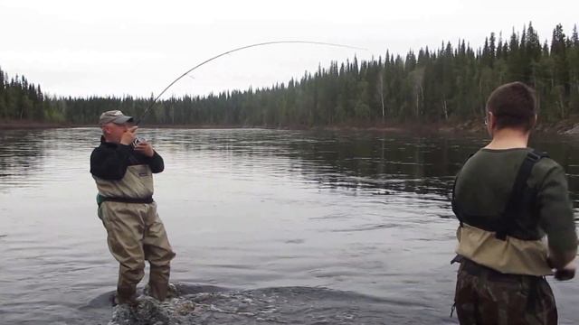 ВЫВАЖИВАНИЕ СЕМГИ!