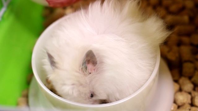 ХОМЯК ДЖУНИОР НЕ МОЖЕТ НАЙТИ ВОДУ!!! Маленькое колесо. Нужен домик. смотреть онлайн