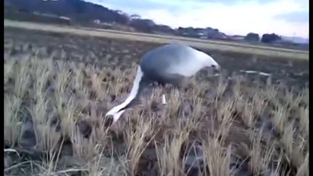 Даурского журавля, родившегося в Приамурье, обнаружили в ...
