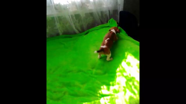 джеки смотреть онлайн