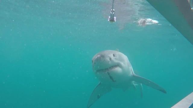 Great white sharks off Stewart Island NZ смотреть онлайн