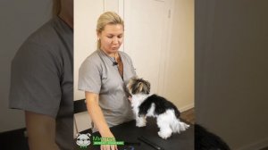 Груминг бивер йорка: советы, лайфхаки, инструменты