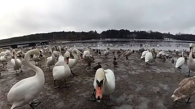 кормим лебедей на водоеме за Минском смотреть онлайн