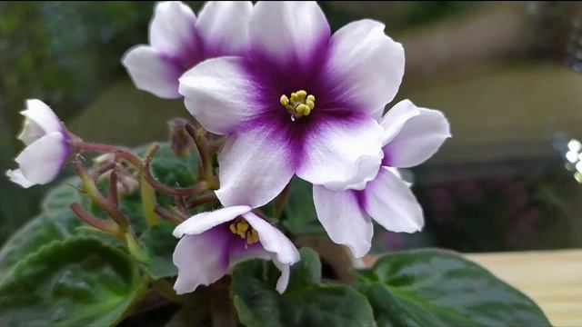 7 СОРТОВ ФИАЛОК С НАЗВАНИЯМИ. ВИДЕО ОБЗОР. смотреть онлайн