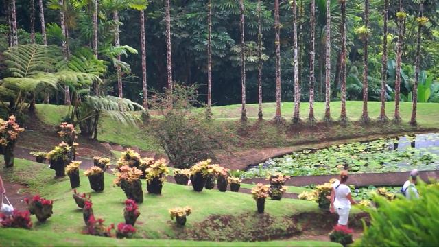 #3 Мартиник. Динозавр в Бот Саду ?)) Martinique. Dinosaur in botanic garden ?) смотреть онлайн