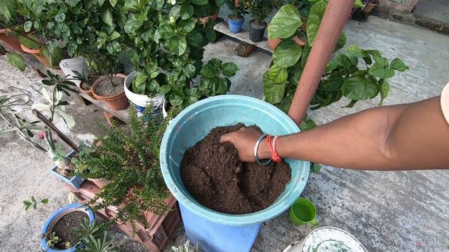নীল জবা প্রতিস্থাপন /নীল জবা / How to repot Blue Hibiscus ,Best soil mix for Blue Hibiscus смотреть онлайн