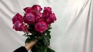 [꽃소개] #1 딥퍼플 콜롬비아/수입장미 rose/deep purple