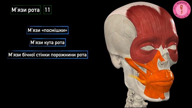 Мʼязи обличчя (початок, прикріплення, функція, іннервація) смотреть онлайн