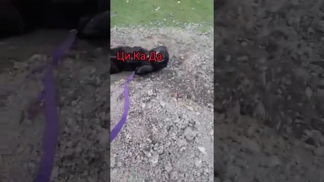 Лес - "Антистресс" смотреть онлайн