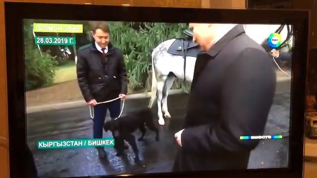 Собака 180 см ! Вот это подарок смотреть онлайн