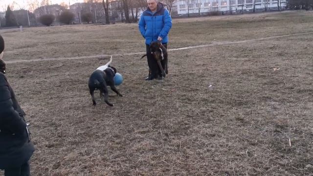 Банда бультерьера смотреть онлайн